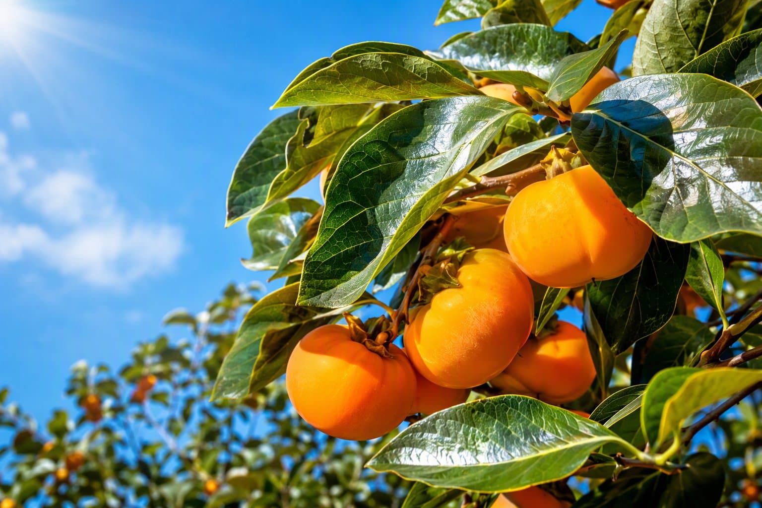 Persimmon Tree - illustration, Jake Team LLC